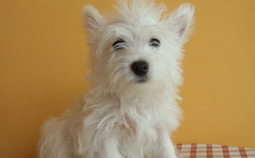 (可爱 宠物)最受欢迎的可爱宠物排行榜冠军-第一名宠物盛况 (可爱 宠物)最受欢迎的可爱宠物排行榜冠军-第一名宠物盛况