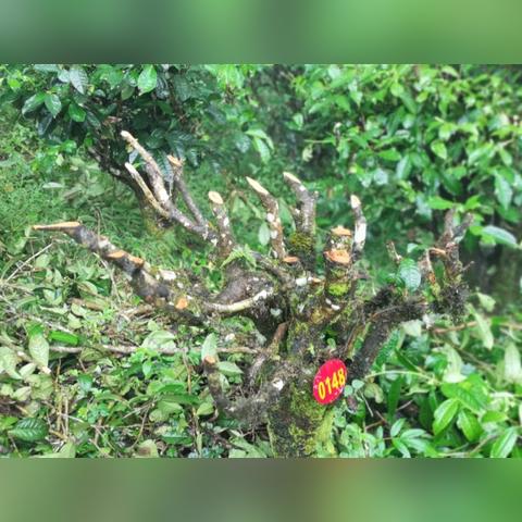 (西双版纳好玩还是芒市好玩)西双版纳和芒市哪个好玩?比较两地的旅游魅力和独特景点 (西双版纳好玩还是芒市好玩)西双版纳和芒市哪个好玩?比较两地的旅游魅力和独特景点