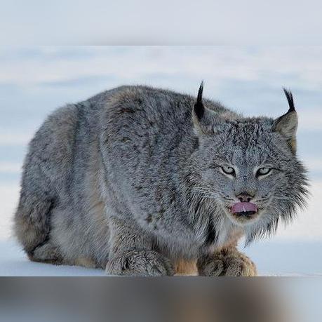 (探索罗马尼亚高山地图的技巧与难点是什么)探索罗马尼亚高山地图的技巧与难点
