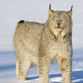 (探索罗马尼亚高山地图的技巧与难点是什么)探索罗马尼亚高山地图的技巧与难点 (探索罗马尼亚高山地图的技巧与难点是什么)探索罗马尼亚高山地图的技巧与难点