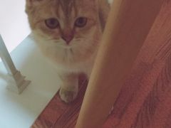 (猫语咖啡全猫咪图鉴)猫语咖啡最新版本更新内容介绍及全新功能介绍