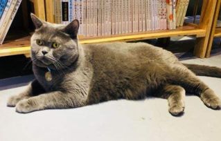 (猫语咖啡全猫咪图鉴)猫语咖啡最新版本更新内容介绍及全新功能介绍 (猫语咖啡全猫咪图鉴)猫语咖啡最新版本更新内容介绍及全新功能介绍