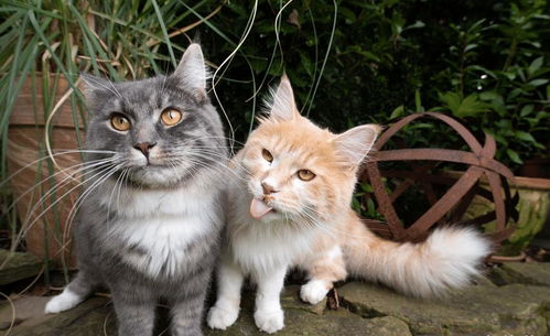 揭秘世界最贵的花与香水与猫：这款香水究竟有何魅力吸引无数猫咪的喜爱？