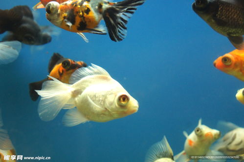 (吞食鱼鱼类大全名称图片)详细教程:如何顺利完成吞食鱼安装及常见问题解决方案 (吞食鱼鱼类大全名称图片)详细教程:如何顺利完成吞食鱼安装及常见问题解决方案