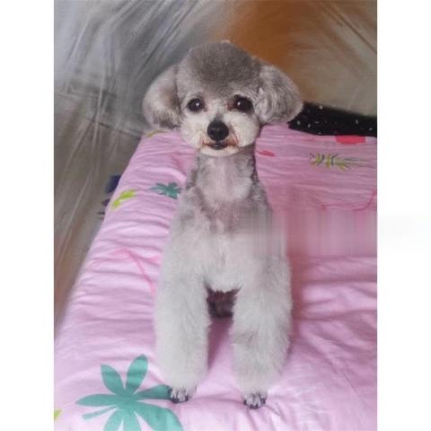 (为什么宠物会咬主人)为什么你总是咬我?揭示宠物行为背后的原因和解决方法 (为什么宠物会咬主人)为什么你总是咬我?揭示宠物行为背后的原因和解决方法