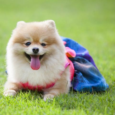 (为什么宠物会咬主人)为什么你总是咬我？揭示宠物行为背后的原因和解决方法