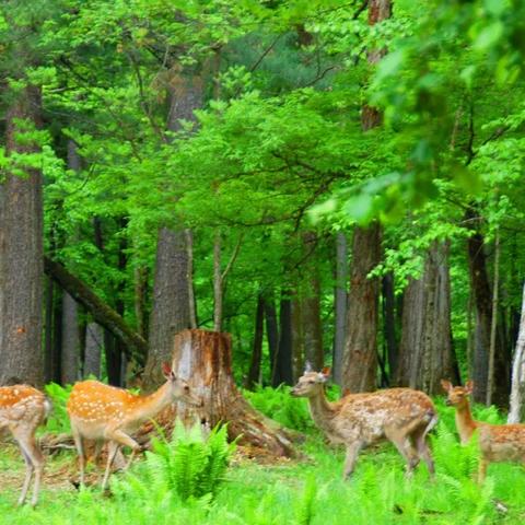 (怎么样才能抽蜘蛛)萌宠封神：探讨多少抽蜘蛛会影响游戏平衡及操作体验