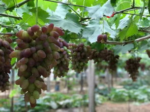 (主角得到离火神炉的小说)穿越离火之境，闯入封神幻想世界