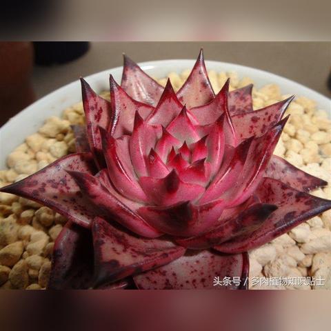 (适合室内光照少的植物)最适合低光环境的10种大型室内植物，它们的生长力超乎想象