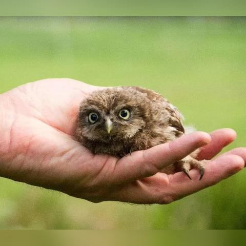 (青箱子百度百科)全面解析青箱子的功效作用与主治，包括健康益处与适用人群