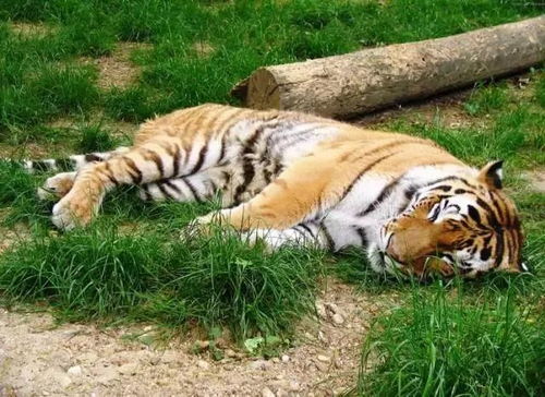 深度解析成语'老虎下山一张皮'的寓意及其在实际生活中的运用和影响 深度解析成语'老虎下山一张皮'的寓意及其在实际生活中的运用和影响