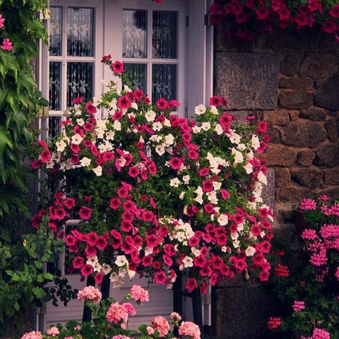 (我的秘密花园故事)探秘我的秘密花园:隐藏在心灵深处的神秘世界 (我的秘密花园故事)探秘我的秘密花园:隐藏在心灵深处的神秘世界