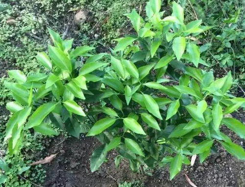 (恢复树势用什么肥料)老农如何利用数据恢复技术重新种植树木？