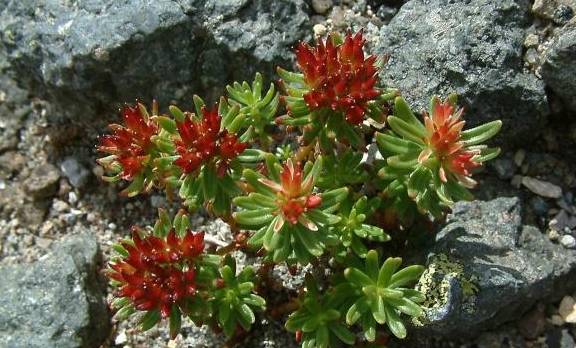 详解红景天粉的正确服用方式：适量标准、服用时间和搭配的注意事项