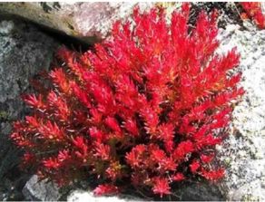 详解红景天粉的正确服用方式：适量标准、服用时间和搭配的注意事项