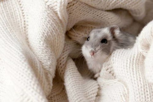 (我的世界 动物谷)探秘我的世界动物谷mod仓鼠：发现可爱小动物的乐园