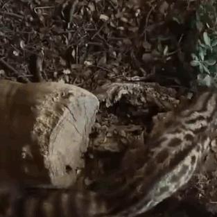 (灵猫传游戏视频)灵猫传官方正版下载：探索神秘古墓，解锁无尽冒险之旅