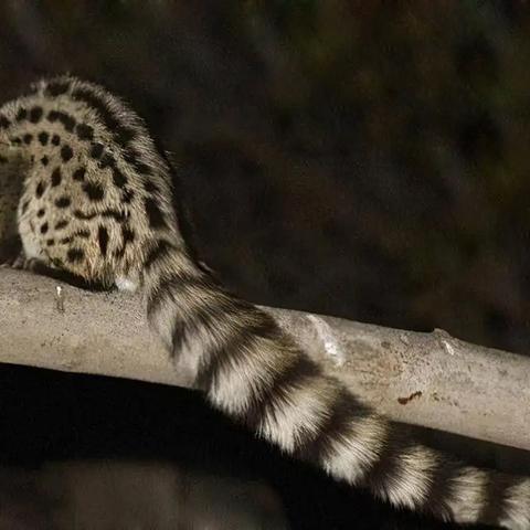 (灵猫传游戏视频)灵猫传官方正版下载：探索神秘古墓，解锁无尽冒险之旅