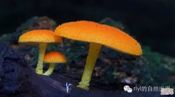 (稀有蘑菇代码)神秘的代号蘑菇：究竟隐藏着什么样的秘密和真相？