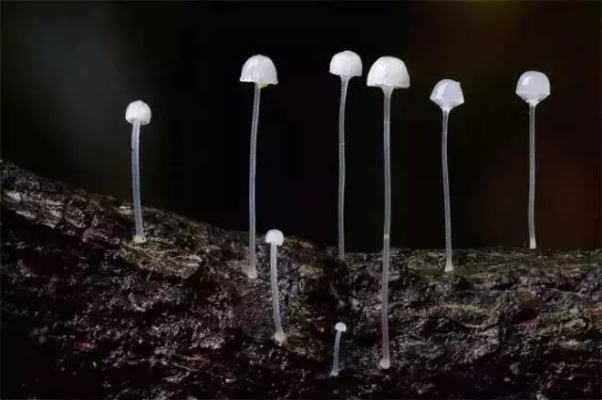 (稀有蘑菇代码)神秘的代号蘑菇：究竟隐藏着什么样的秘密和真相？