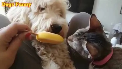 甜蜜分享：与你的宠物猫猫狗狗一同欢享冰淇淋的美好时光，尽享纯净免广告的冷饮体验