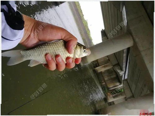 神行少女微博：探索少女的神秘世界，发现隐藏在微博背后的故事和精彩。