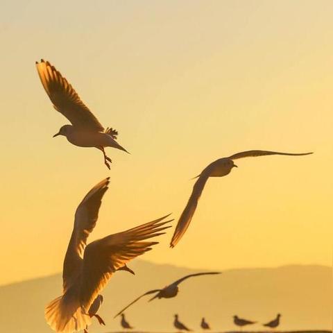 (秋之回忆安卓汉化下载)秋之回忆汉化ios版下载体验：萦绕在秋季的深情叙事游戏