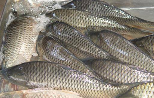 鱼酱大战氚氚怪攻略：秘籍揭秘，如何巧妙布阵角色以及利用优势资源快速通关