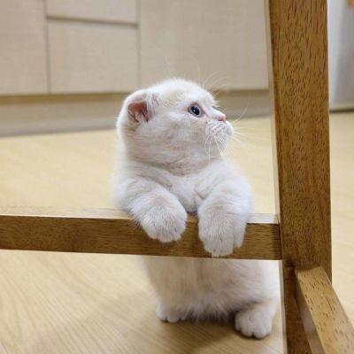 全面解析微信手机版通用版：功能亮点与使用技巧，让你玩转社交新体验