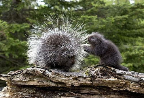 (平头哥十大战役视频平头哥大战)详解平头哥大作战攻略：精心解密关卡攻击技巧与角色升级策略