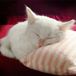 经常亲猫咪的嘴巴会得病吗？如何保护我们的佳宠免受口腔问题的困扰？