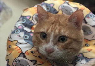 经常亲猫咪的嘴巴会得病吗？如何保护我们的佳宠免受口腔问题的困扰？