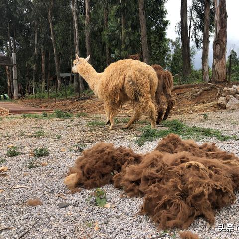 探索互动娱乐新模式:以梦幻动物园游戏为载体,打造畅享自然科学教育的新奇体验 探索互动娱乐新模式:以梦幻动物园游戏为载体,打造畅享自然科学教育的新奇体验