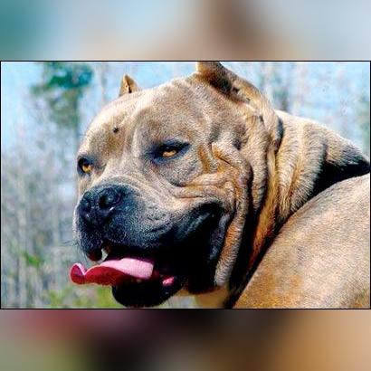 (小区下药药狗狗什么罪)小区外围投放驱狗药引发热议，居民忧虑宠物安全与环境污染