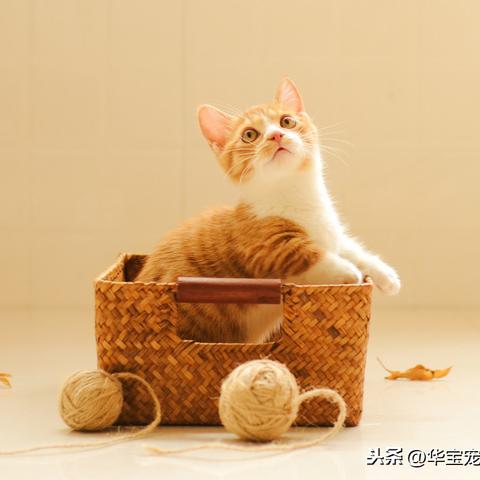 世界环游记:揭秘猫咪和汤的出奇友情,让国际旅行不再是遥不可及的憧憬 世界环游记:揭秘猫咪和汤的出奇友情,让国际旅行不再是遥不可及的憧憬