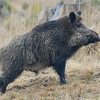 探寻狩猎吧原始人远古兽培养秘笈：哪只远古生物能助你积累实力与资源？