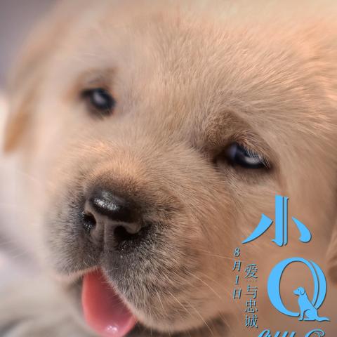 萌力冲刺萌力值：如何全方位提升可爱指数，成为大家心中的宠物宝贝