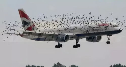 雄心壮志:指令夜莺航空队保护飞艇,揭秘他们如何应对高空安全难题 雄心壮志:指令夜莺航空队保护飞艇,揭秘他们如何应对高空安全难题