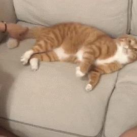 最强猫猫饲养指南：从饮食、健康到行为训练，全方位教你如何成为合格的铲屎官