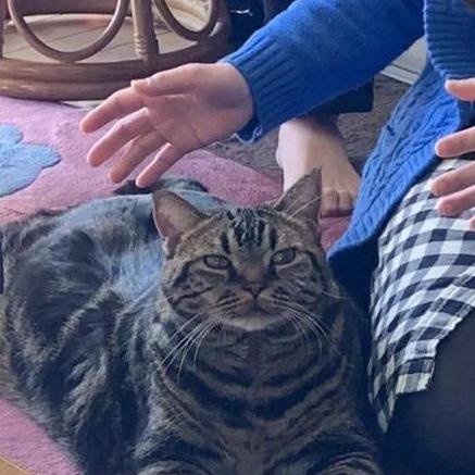 最强猫猫饲养指南：从饮食、健康到行为训练，全方位教你如何成为合格的铲屎官