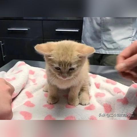 (附近的兽医诊所)周边地区有哪些兽医诊所提供专业服务?