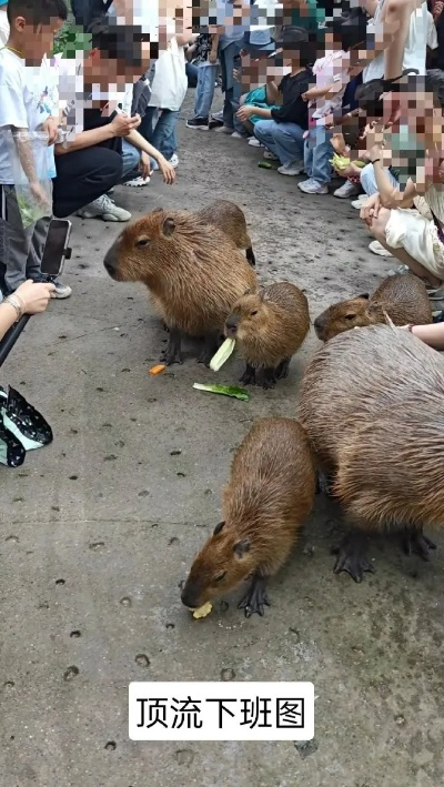 (卡巴拉派)卡皮巴拉多少钱一只?市面价钱如何浮动?