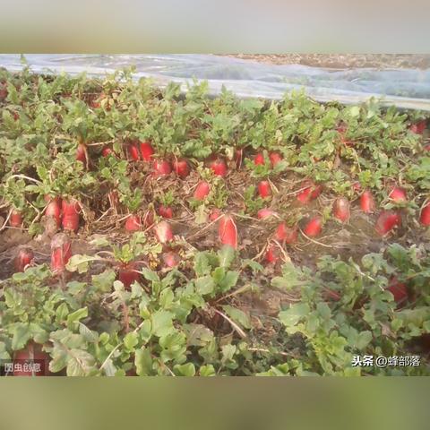 (部落守卫战44-5)四十四级部落守卫战攻略,突破困局轻松获胜