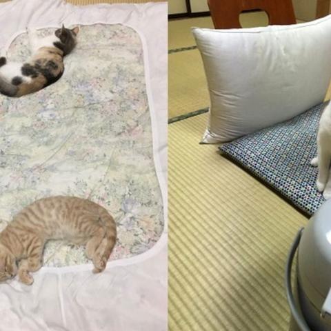 (完美世界手游 交易)探讨完美世界手游交易猫功能及使用方法，让游戏交易更便捷