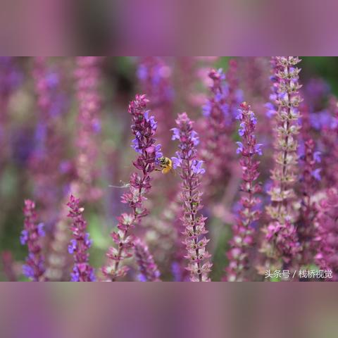 探索潮灵王国起源英雄排行榜最新动态,揭秘背后的故事和战斗力分析