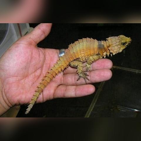 只需一键,轻松掌握'调皮小动物秘籍搭配大全':提升宠物互动乐趣与健康管理的终极指引