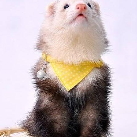 只需一键,轻松掌握'调皮小动物秘籍搭配大全':提升宠物互动乐趣与健康管理的终极指引 只需一键,轻松掌握'调皮小动物秘籍搭配大全':提升宠物互动乐趣与健康管理的终极指引