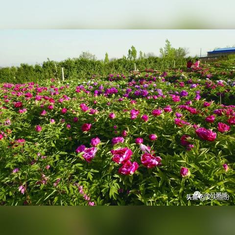 探索新版三国情缘手游的独特魅力与精彩战斗体验,带你重温经典三国历史