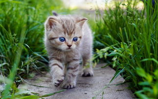 探寻最强小猫的奥秘:揭秘世界上最厉害的猫咪是如何独霸领域的 探寻最强小猫的奥秘:揭秘世界上最厉害的猫咪是如何独霸领域的