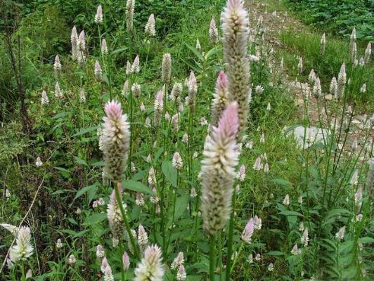 (青箱子百度百科)探寻青箱子的秘密：它背后隐藏的故事与无尽的可能性